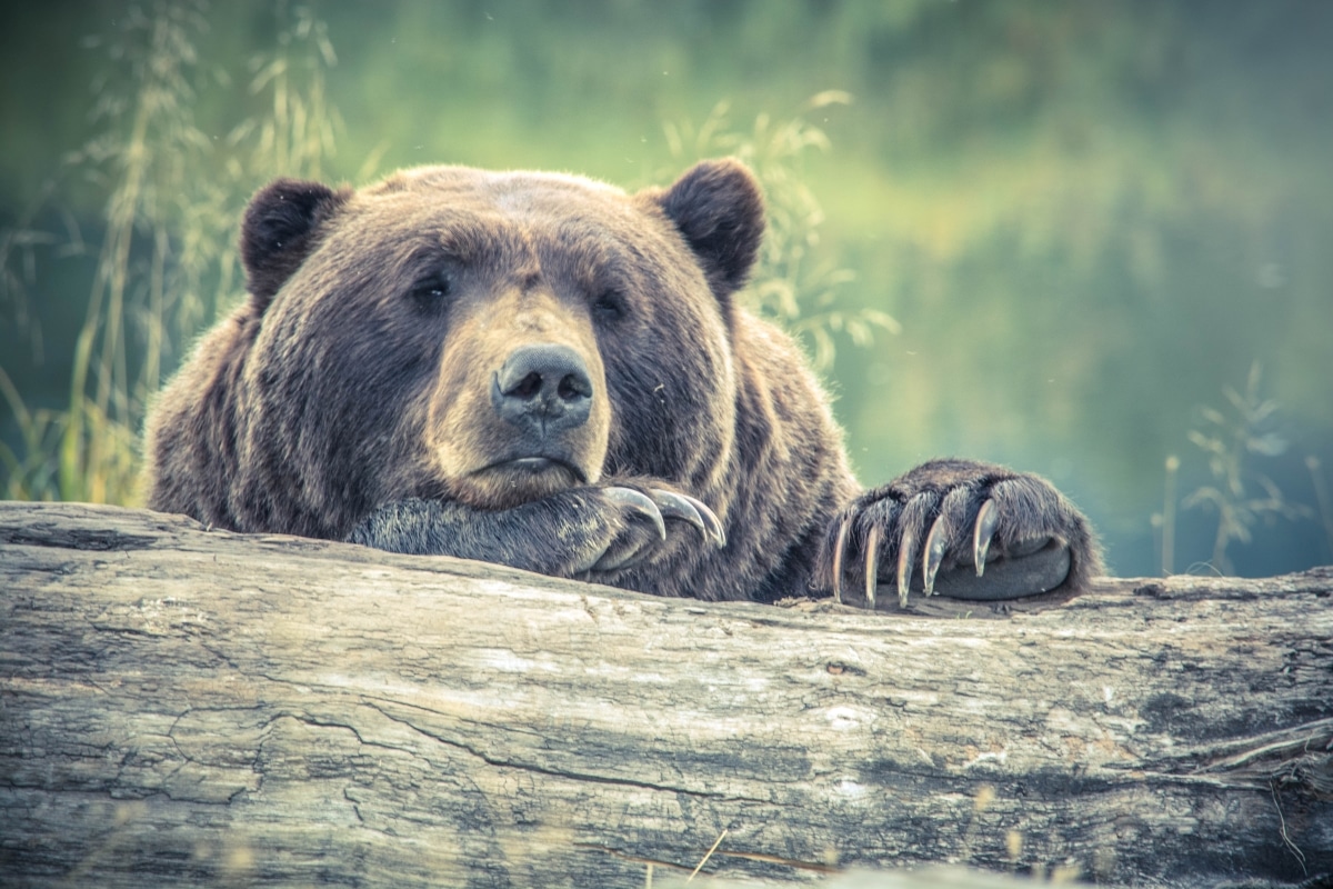 Sachez apaiser l’ours